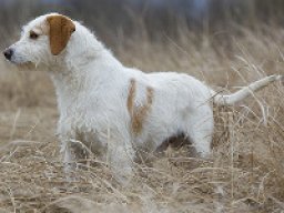 chien_courant_distrie_a_poil_dur_20211129_1180463997